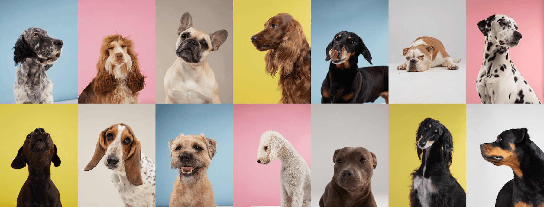 Home page header image, a collage of lots of different dogs breeds.