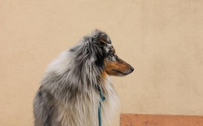 “Can you break down loose leash walking into simple steps? All these techniques are confusing me.”